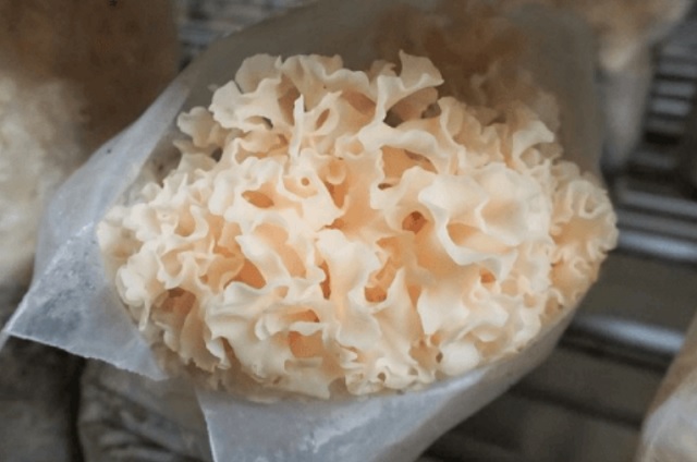 ハナビラタケの美しい見た目と特徴的な栄養素-コラム-2