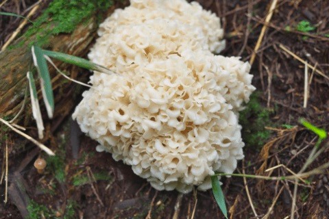 自生するハナビラタケ写真