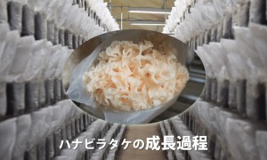 ハナビラタケの成長過程解説-column-1