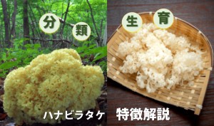 ハナビラタケの特徴：きのこ分類から食用、生息の秘密まで解説-画像1