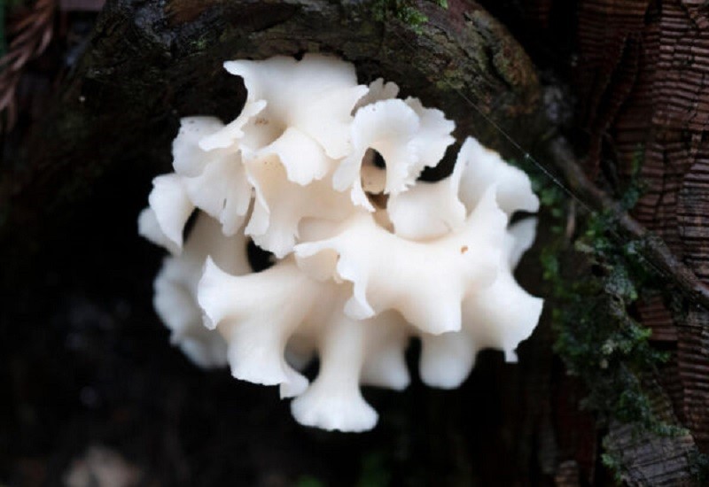 ハナビラタケの成長に必要な環境-column-1画像