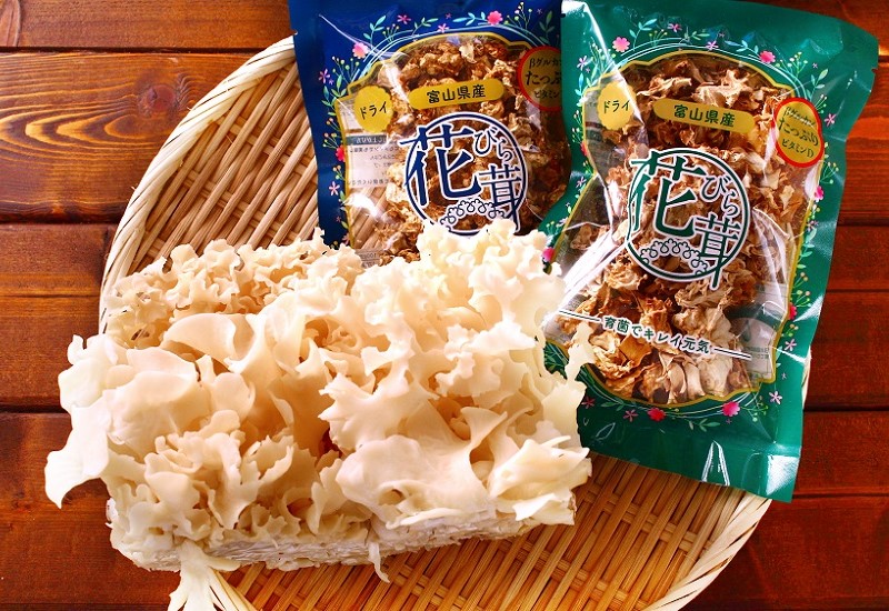 ハナビラタケコラム-niwanomomo-1